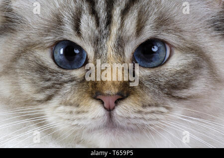 Chat Sacré de Birmanie, Birman Cat Banque D'Images