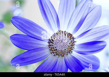 Senetti Fleur Pericalis Banque D'Images