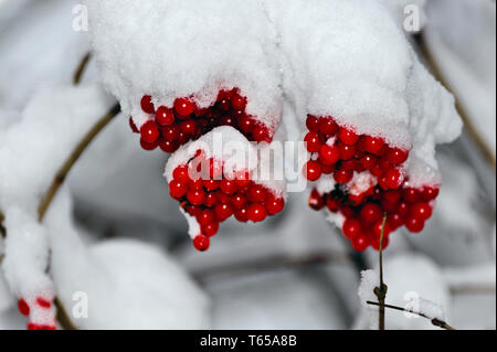 Multi ou pyracantha, genre Pyracantha Banque D'Images