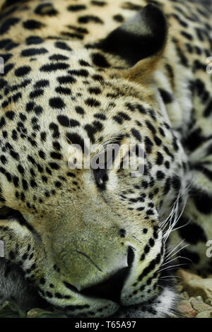 Lying Snow Leopard (Panthera uncia) Irbis Banque D'Images