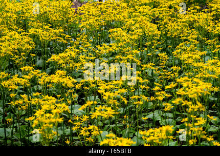 Donnant sur la photo un petit champ de tournesols jaune vif en pleine floraison. Banque D'Images