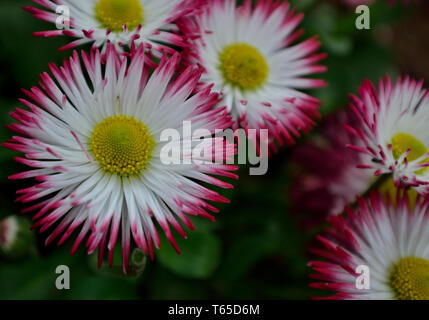 Gerbera rose et blanc fleur daisy dans le jardin Banque D'Images