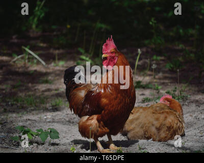 Coq et poule sur une ferme, volaille domestique, Gall gallus domesticus Banque D'Images