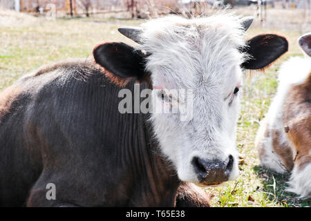 Les jeunes vaches de race pure white-brown se trouvent sur un pâturage tôt au printemps. Tir à bout portant. Banque D'Images