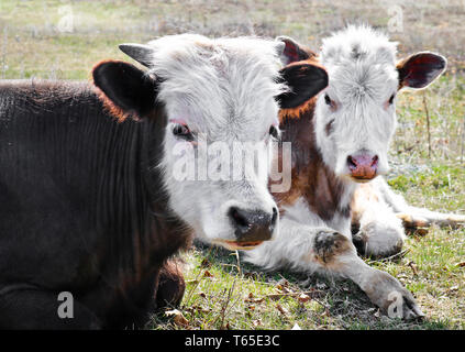 Les jeunes vaches de race pure white-brown se trouvent sur un pâturage tôt au printemps. Tir à bout portant. Banque D'Images