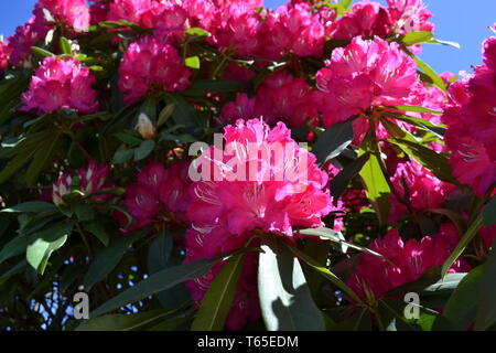 Belle journée ensoleillée au début du printemps près de rhododendron en fleurs fleurs roses dans un jardin. Banque D'Images