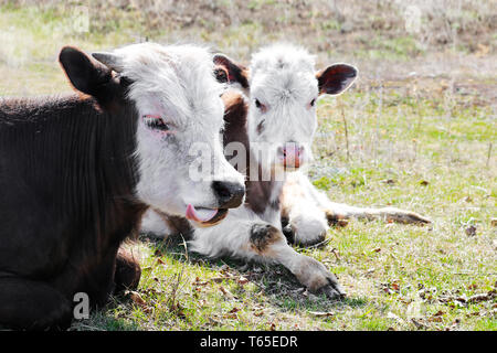 Les jeunes vaches de race pure white-brown se trouvent sur un pâturage tôt au printemps. Tir à bout portant. Banque D'Images