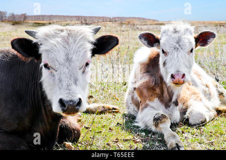 Les jeunes vaches de race pure white-brown se trouvent sur un pâturage tôt au printemps. Tir à bout portant. Banque D'Images