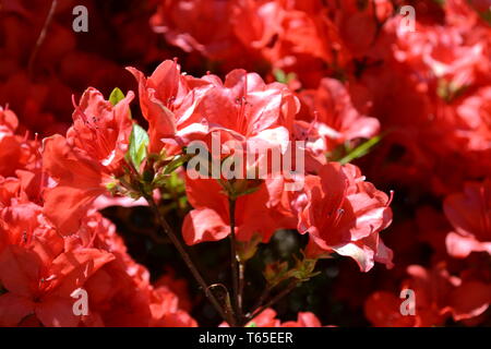 Belle journée ensoleillée au début du printemps près de rhododendron en fleurs fleurs roses dans un jardin. Banque D'Images