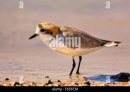 Puna Plover (Charadrius alticola) est une espèce de passereau de la famille Anatidés. Il se trouve en Argentine, Bolivie, Chili et Pérou. Son hab Banque D'Images