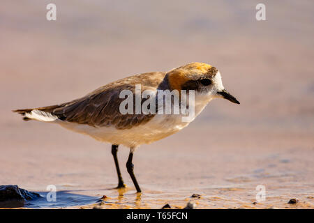 Puna Plover (Charadrius alticola) est une espèce de passereau de la famille Anatidés. Il se trouve en Argentine, Bolivie, Chili et Pérou. Son hab Banque D'Images