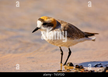 Puna Plover (Charadrius alticola) est une espèce de passereau de la famille Anatidés. Il se trouve en Argentine, Bolivie, Chili et Pérou. Son hab Banque D'Images