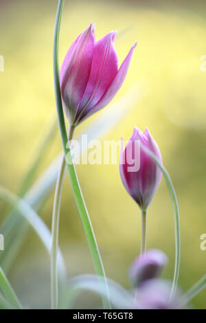 Belle miniature rose Printemps Tulipe Hageri 'Little Beauty' Banque D'Images