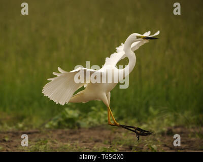 Grande aigrette, Adrea Alba Banque D'Images