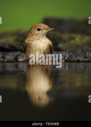 Luscinia megarhynchos Nightingale, Européenne Banque D'Images