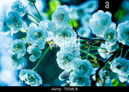 Photo en gros plan de merisier (Prunus avium 'Plena') Banque D'Images