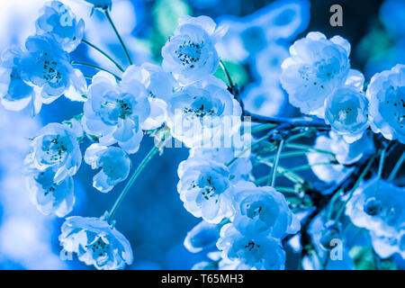 Photo en gros plan de merisier (Prunus avium 'Plena') Banque D'Images