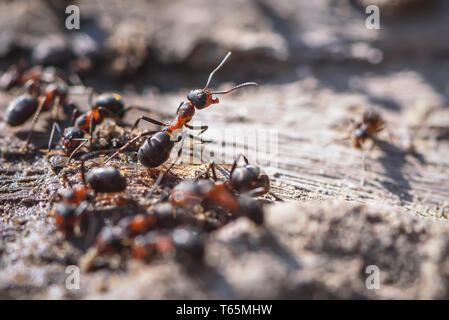 Red ant close up sur le sable et de racine d'arbre Banque D'Images