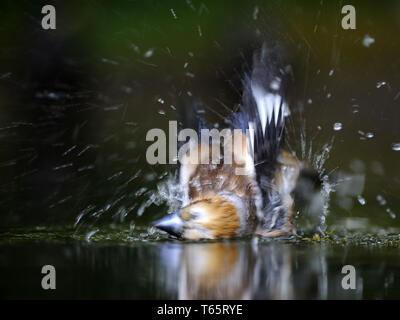 Gros-bec errant Coccothraustes coccothraustes hawfinch,, Banque D'Images