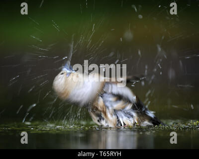 Gros-bec errant Coccothraustes coccothraustes hawfinch,, Banque D'Images