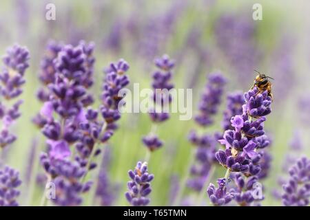 L'usine de lavande, Lavandula angustifolia Banque D'Images