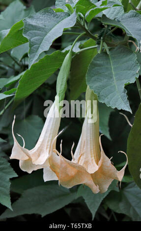 Anges Brugmansia (trompettes) Banque D'Images