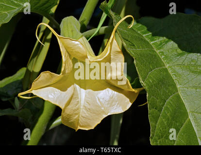 Anges Brugmansia (trompettes) Banque D'Images