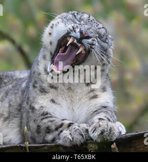 Close-up of a snow leopard rugissant Banque D'Images