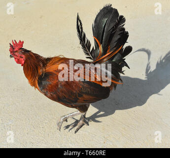 Coq dans un désert de sable salon marche sur une journée ensoleillée. Banque D'Images