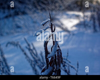 La neige se trouve sur l'herbe haute sur une journée claire, Russie Banque D'Images