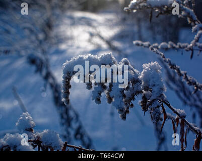 La neige se trouve sur l'herbe haute sur une journée claire, Russie Banque D'Images