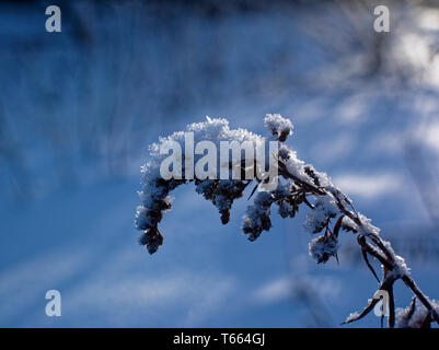 La neige se trouve sur l'herbe haute sur une journée claire, Russie Banque D'Images