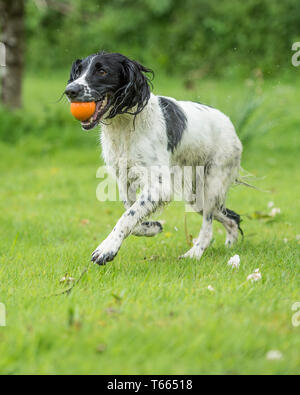English springer spaniel chien Banque D'Images