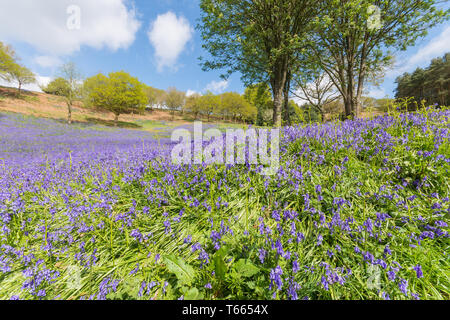 Domaines couverts dans un tapis de jacinthes dans le client Hills, Worcestershire sur une journée de printemps ensoleillée Banque D'Images