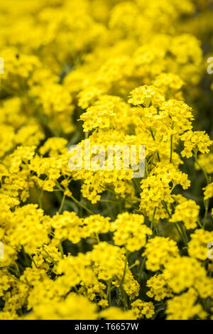 Basket of gold, (Aurinia saxatilis) au printemps Banque D'Images