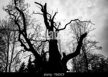 Le noir et blanc silhouette de tree detail-view Banque D'Images