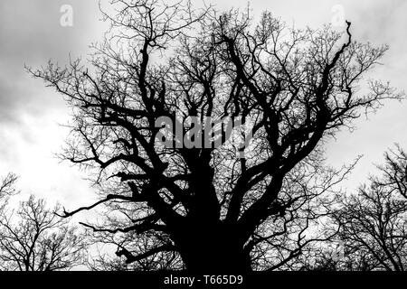 Le noir et blanc silhouette de tree detail-view Banque D'Images