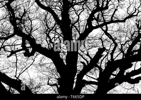 Le noir et blanc silhouette de tree detail-view Banque D'Images