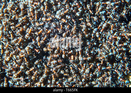 Grand groupe de fourmis Formica polyctena. Formica polyctena est une espèce de fourmis de bois rouge européen. Centré Banque D'Images