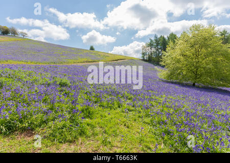 Domaines couverts dans un tapis de jacinthes dans le client Hills, Worcestershire sur une journée de printemps ensoleillée Banque D'Images