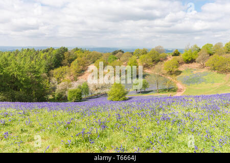 Domaines couverts dans un tapis de jacinthes dans le client Hills, Worcestershire sur une journée de printemps ensoleillée Banque D'Images