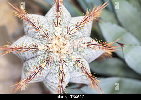 Top View close up d'un cactus avec aiguillons rouge Banque D'Images