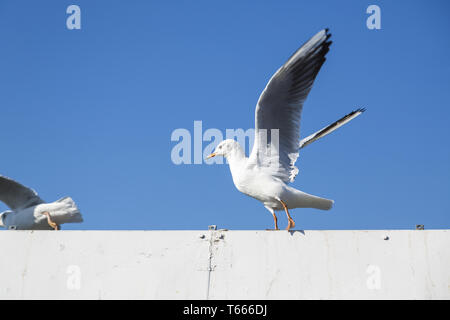 Deux mouettes partir avec ciel bleu en arrière-plan Banque D'Images