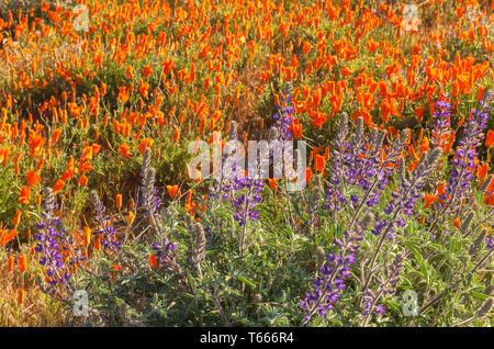 Coquelicots de Californie et de soda lupin dans pleine floraison à Antelope Valley California Poppy réserver, en Californie, aux États-Unis, au printemps. Banque D'Images