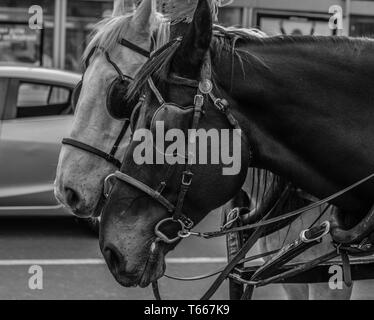 Deux chevaux de trait, mode portrait noir et blanc Banque D'Images