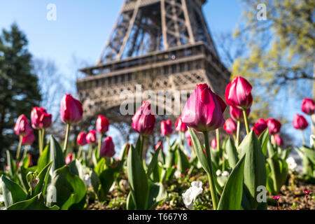 Frühling mit Tulpen vor dem Eiffelturm à Paris, Frankreich | printemps avec des tulipes à la Tour Eiffel, Paris, France Banque D'Images