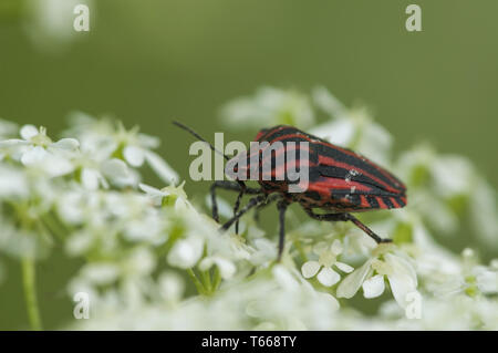 Striped-Bug Graphosoma lineatum (italien), Allemagne Banque D'Images