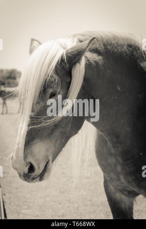 Image filtrée de tête de cheval belge à l'American Farm ranch close-up Banque D'Images