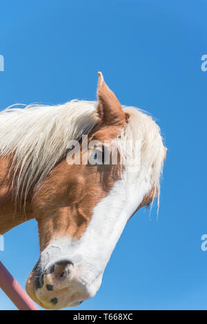Cheval belge à l'American Farm ranch close-up Banque D'Images