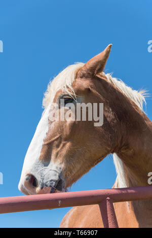 Cheval belge à l'American Farm ranch close-up Banque D'Images